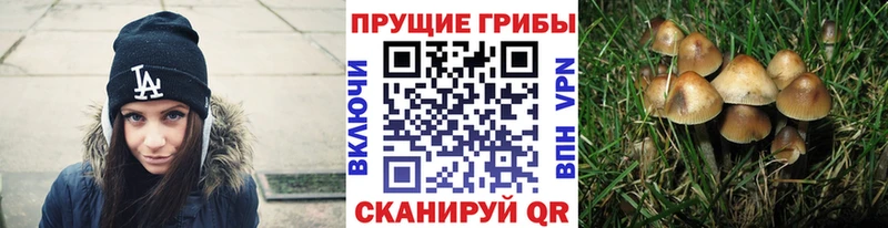 Галлюциногенные грибы GOLDEN TEACHER  дарнет шоп  Долгопрудный 